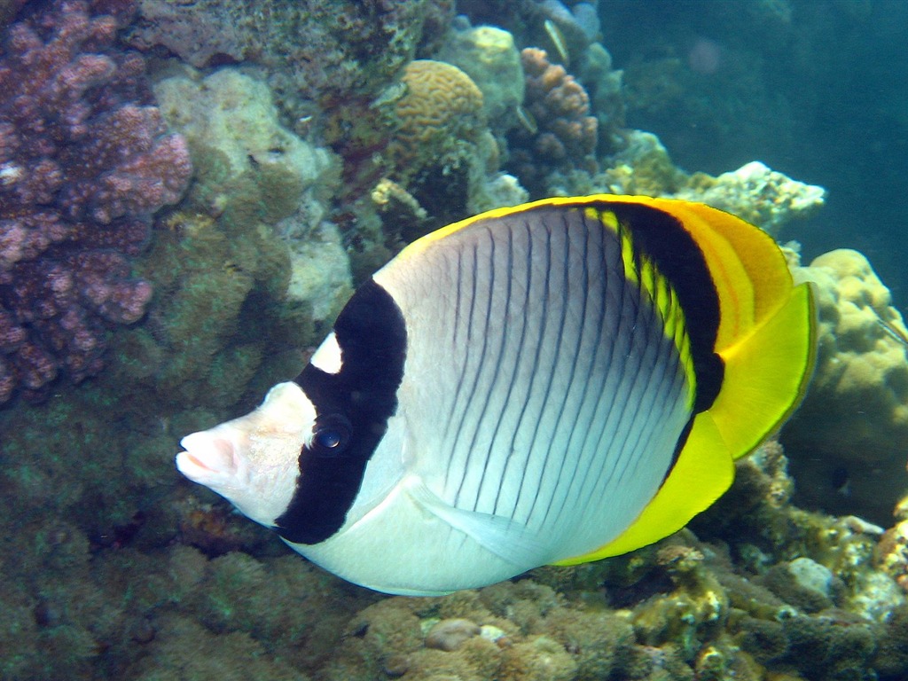 Zábava Underwater World (4) #24 - 1024x768