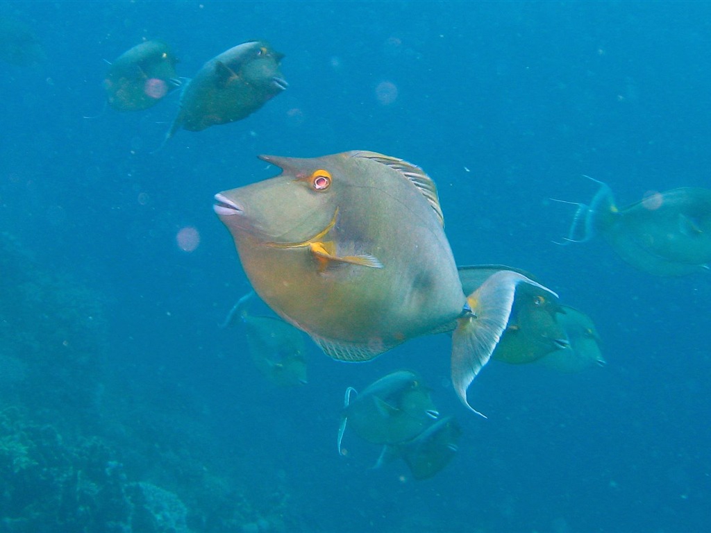 Zábava Underwater World (4) #27 - 1024x768