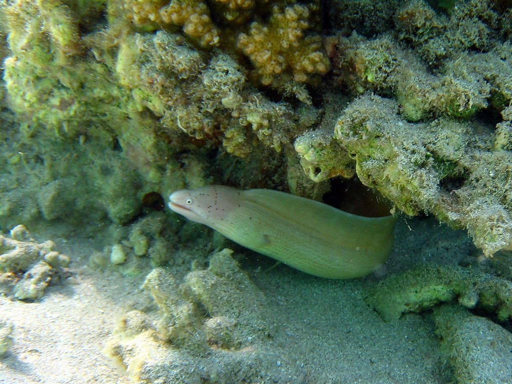 Zábava Underwater World (4) #28 - 1024x768