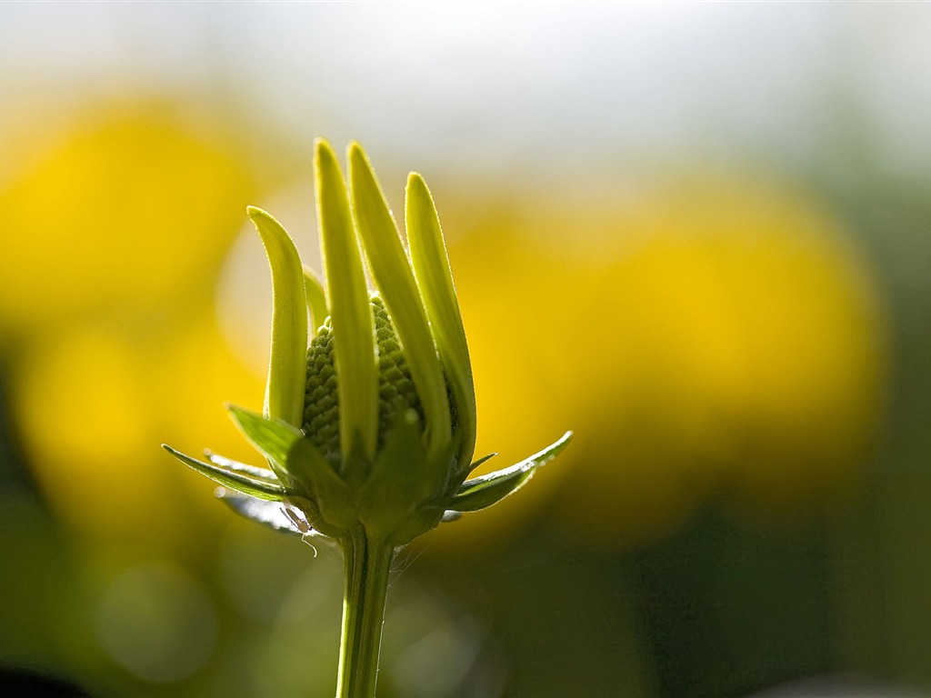 Widescreen wallpaper flowers close-up (23) #2 - 1024x768