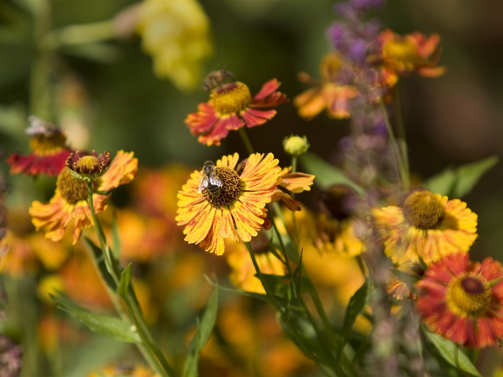 Widescreen wallpaper flowers close-up (23) #6 - 1024x768