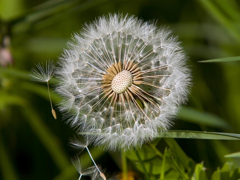 Widescreen wallpaper flowers close-up (23) #7 - 1024x768