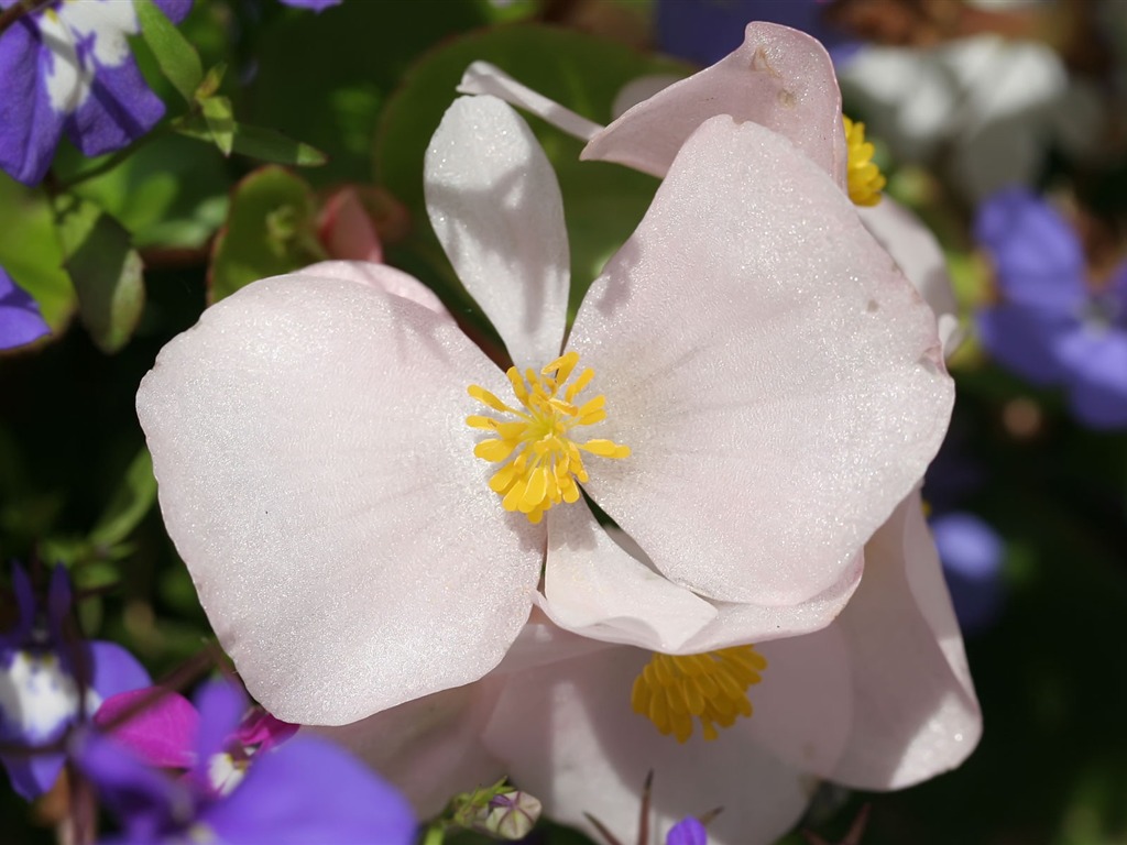 fondos de escritorio de flores con pantalla ancha de cerca (23) #9 - 1024x768