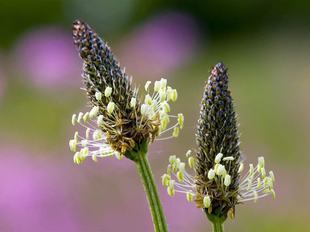 Widescreen wallpaper flowers close-up (23) #10 - 1024x768