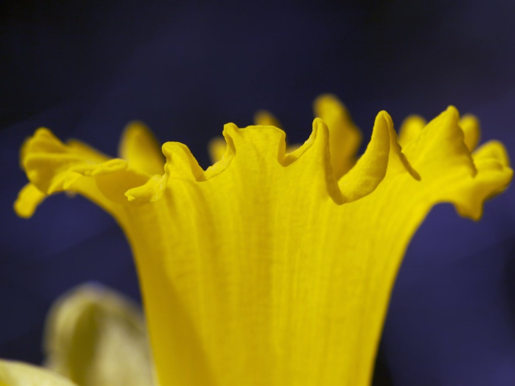 fondos de escritorio de flores con pantalla ancha de cerca (23) #12 - 1024x768