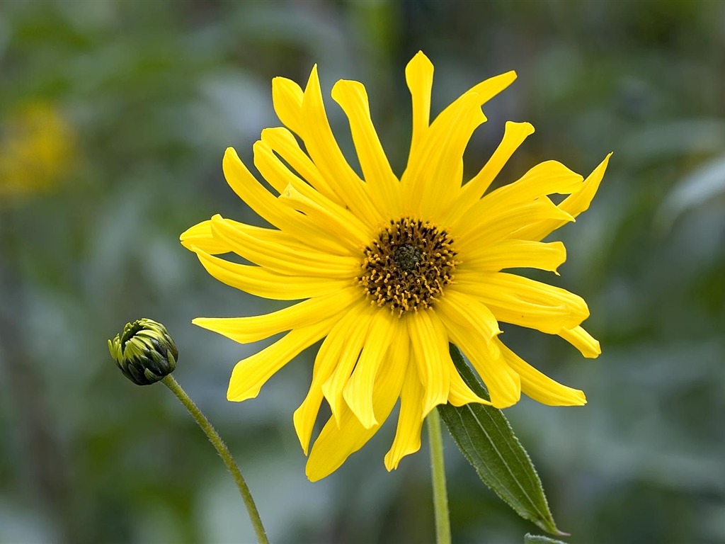 fondos de escritorio de flores con pantalla ancha de cerca (23) #14 - 1024x768