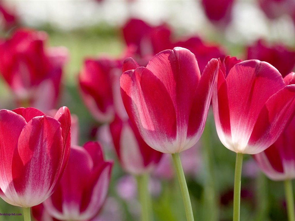 fondos de escritorio de flores con pantalla ancha de cerca (23) #15 - 1024x768