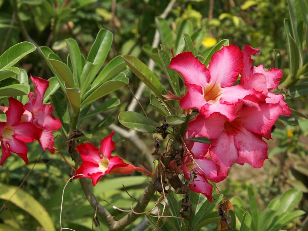 fleurs fond d'écran Widescreen close-up (24) #2 - 1024x768