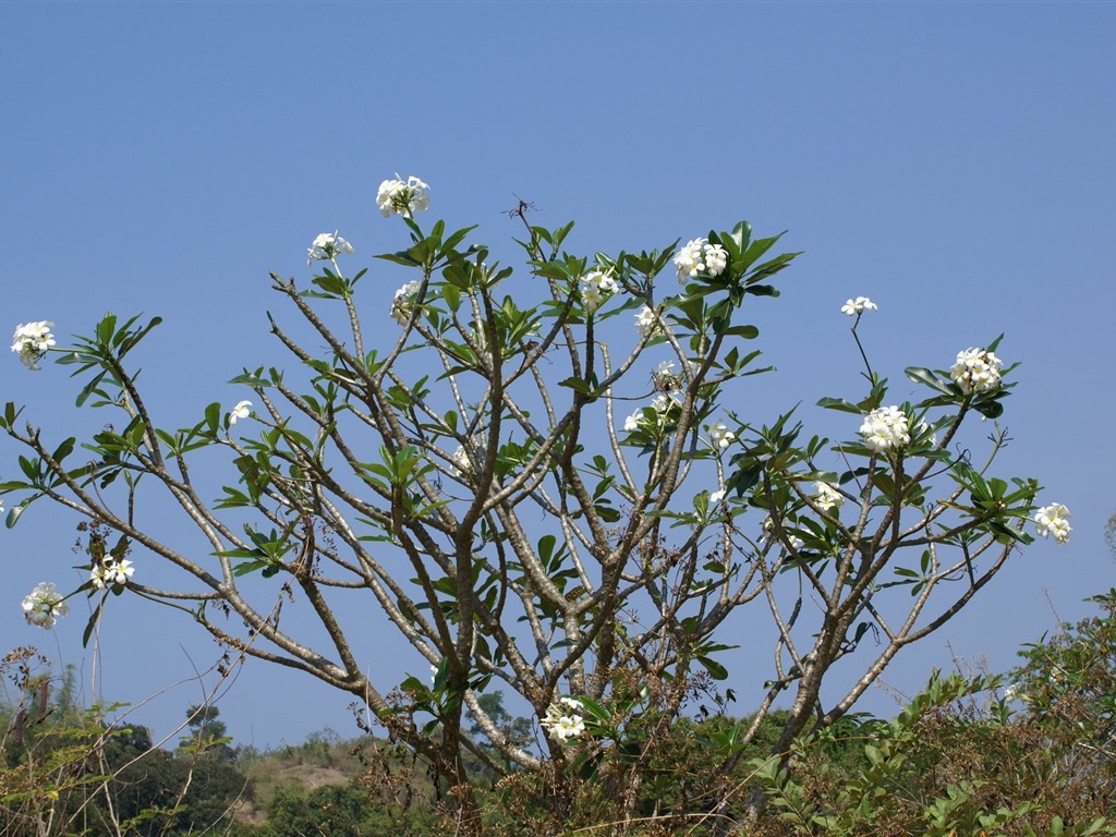 宽屏鲜花特写 壁纸(24)7 - 1024x768