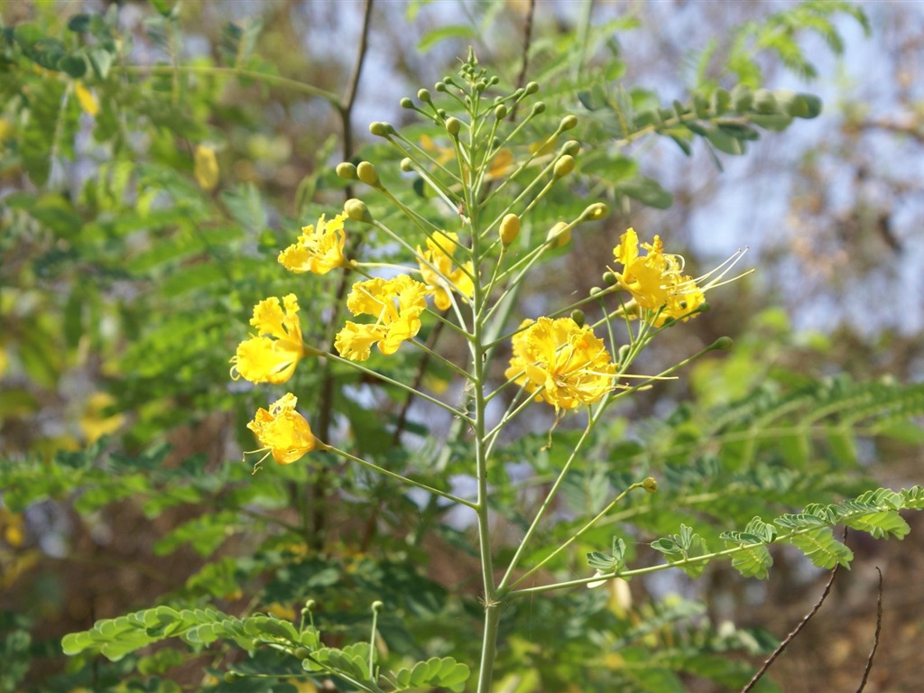 宽屏鲜花特写 壁纸(24)8 - 1024x768