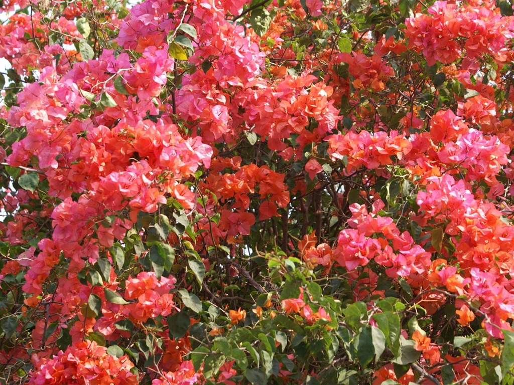 寬屏鮮花特寫 壁紙(24) #13 - 1024x768