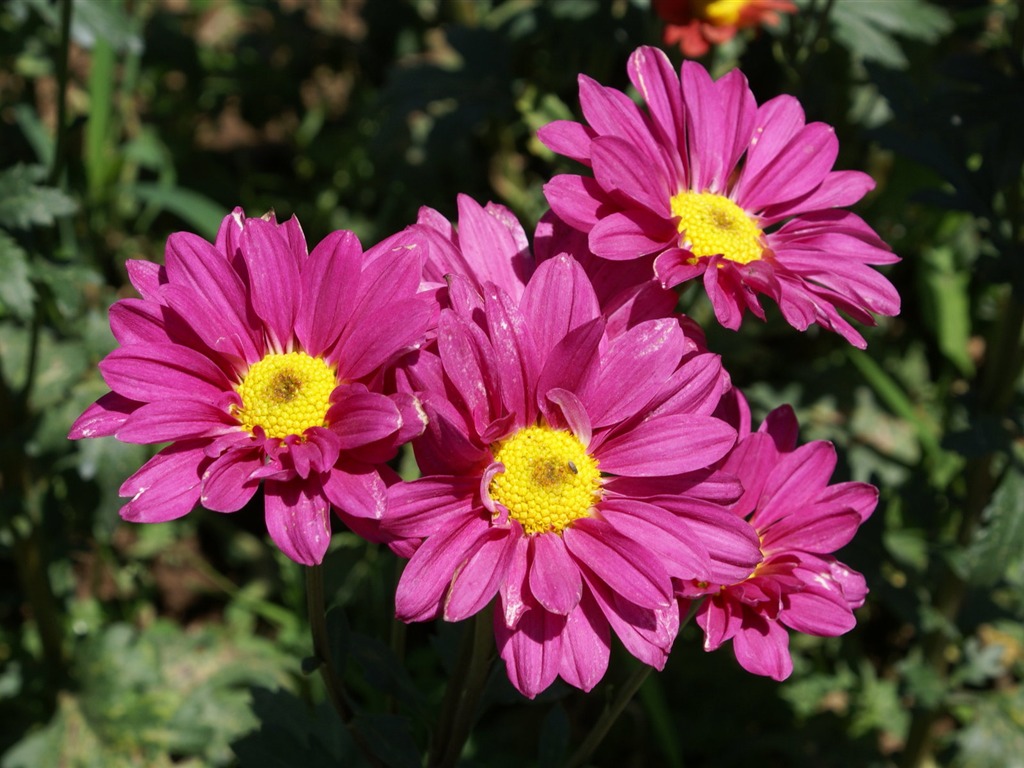 fondos de escritorio de flores con pantalla ancha de cerca (25) #1 - 1024x768