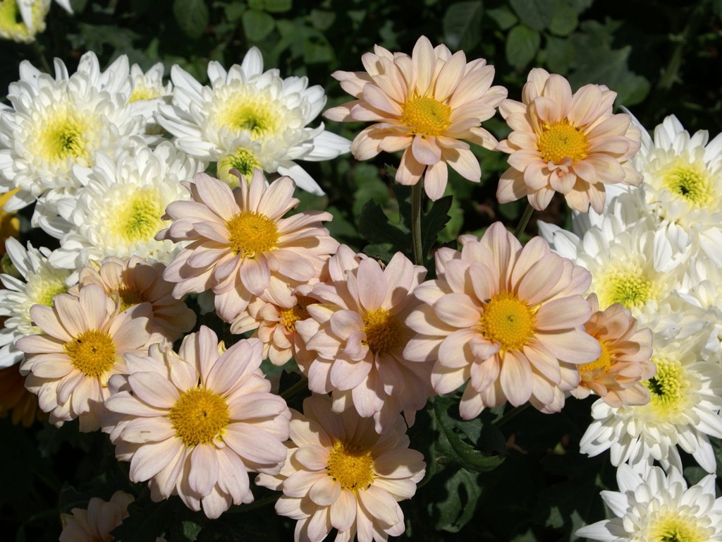 寬屏鮮花特寫 壁紙(25) #5 - 1024x768