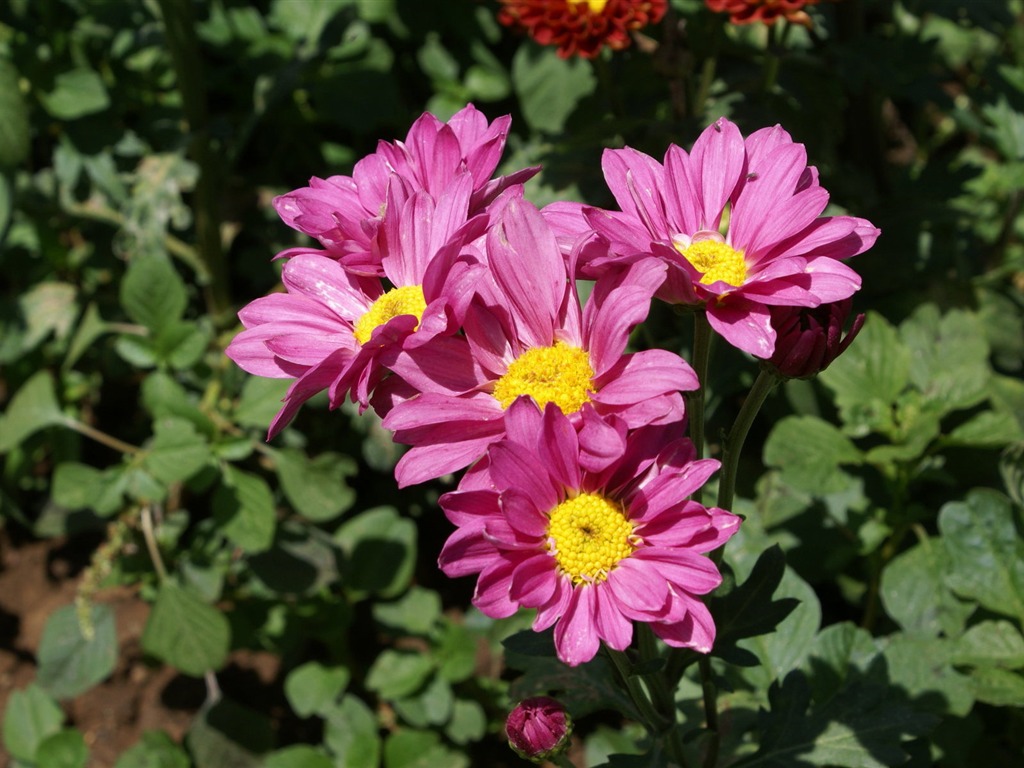 Widescreen wallpaper flowers close-up (25) #10 - 1024x768