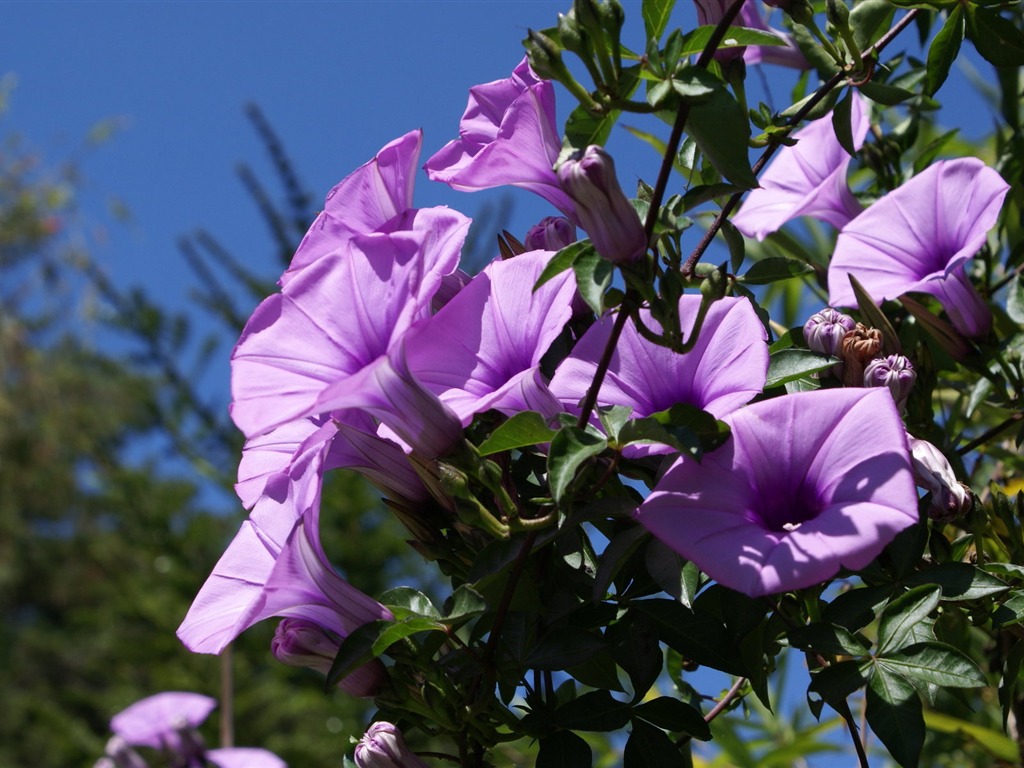 宽屏鲜花特写 壁纸(25)16 - 1024x768