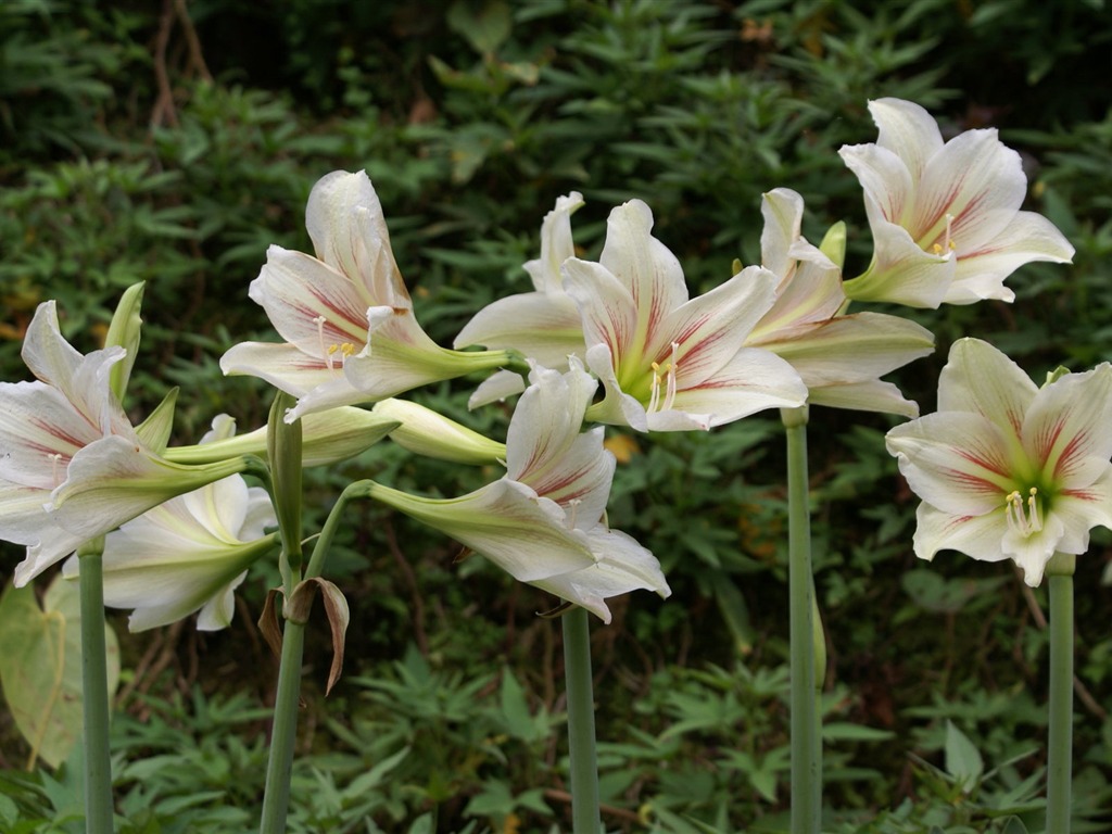 宽屏鲜花特写 壁纸(25)17 - 1024x768