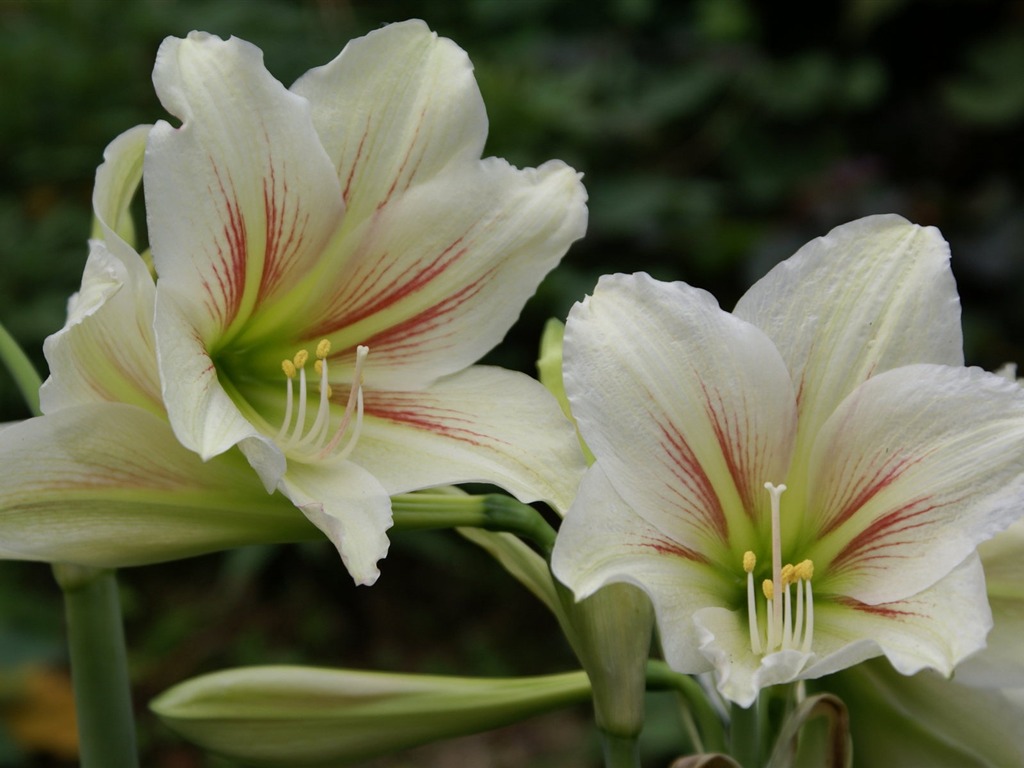 宽屏鲜花特写 壁纸(25)18 - 1024x768