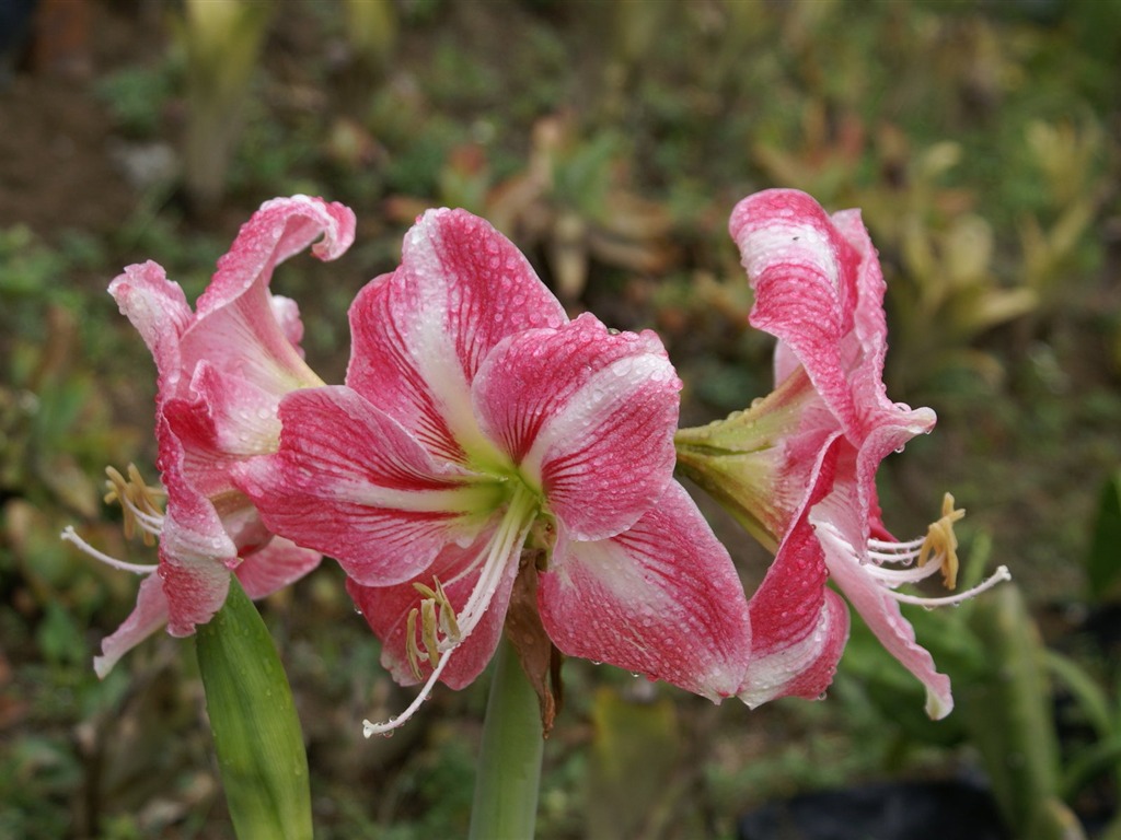 宽屏鲜花特写 壁纸(25)19 - 1024x768