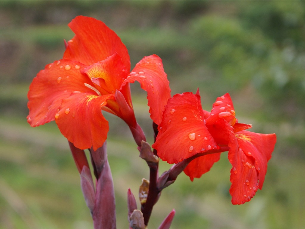 宽屏鲜花特写 壁纸(25)20 - 1024x768