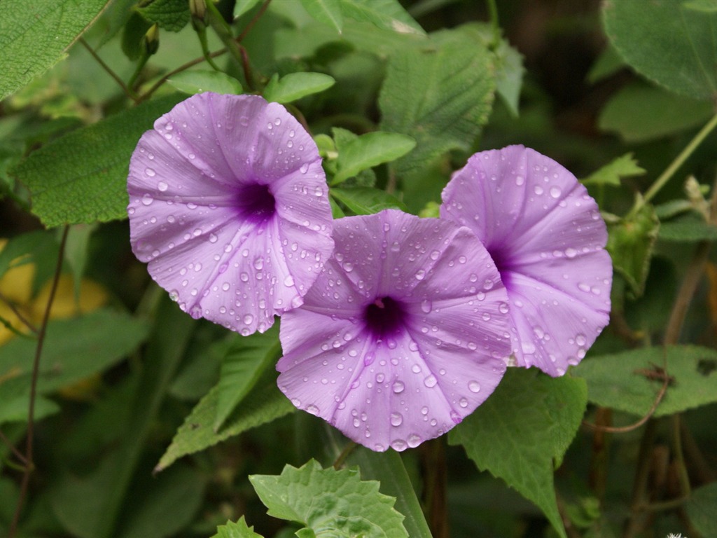 ワイドスクリーンの壁紙の花に近い(26)を開く #2 - 1024x768