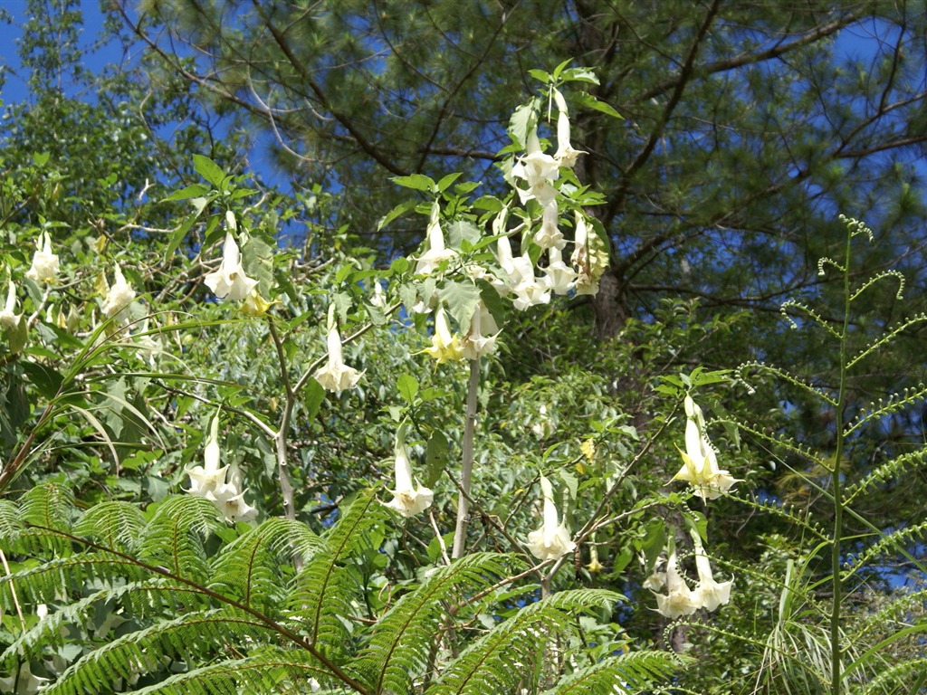 寬屏鮮花特寫 壁紙(26) #4 - 1024x768