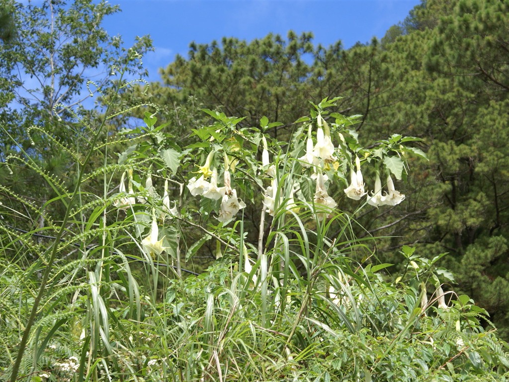 寬屏鮮花特寫 壁紙(26) #5 - 1024x768