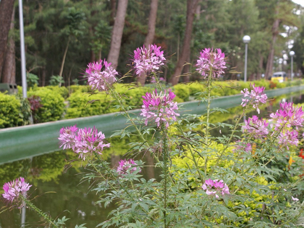 ワイドスクリーンの壁紙の花に近い(26)を開く #6 - 1024x768