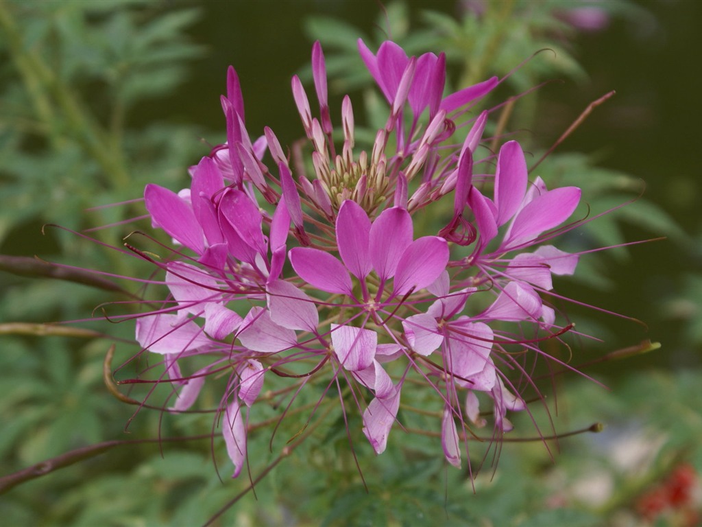 Widescreen wallpaper flowers close-up (26) #7 - 1024x768