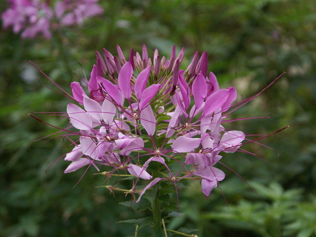 Widescreen wallpaper flowers close-up (26) #14 - 1024x768