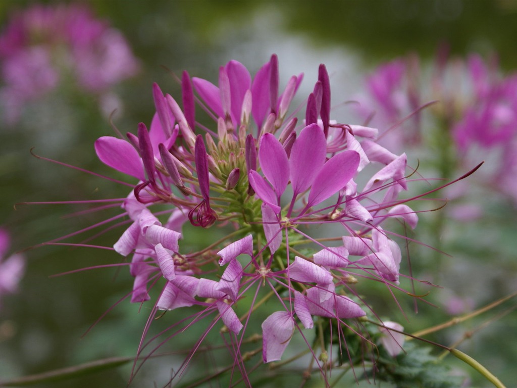 Widescreen wallpaper flowers close-up (26) #15 - 1024x768