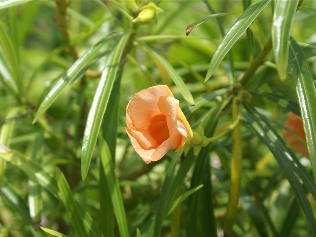 ワイドスクリーンの壁紙の花に近い(26)を開く #19 - 1024x768