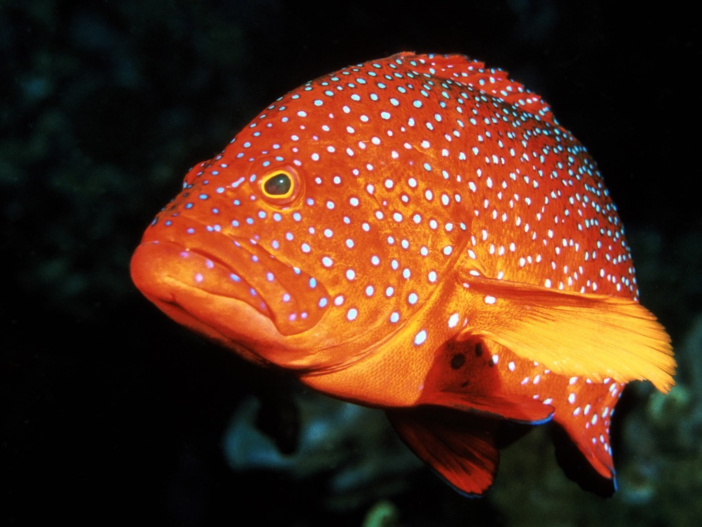 Fun Underwater World (5) #15 - 1024x768