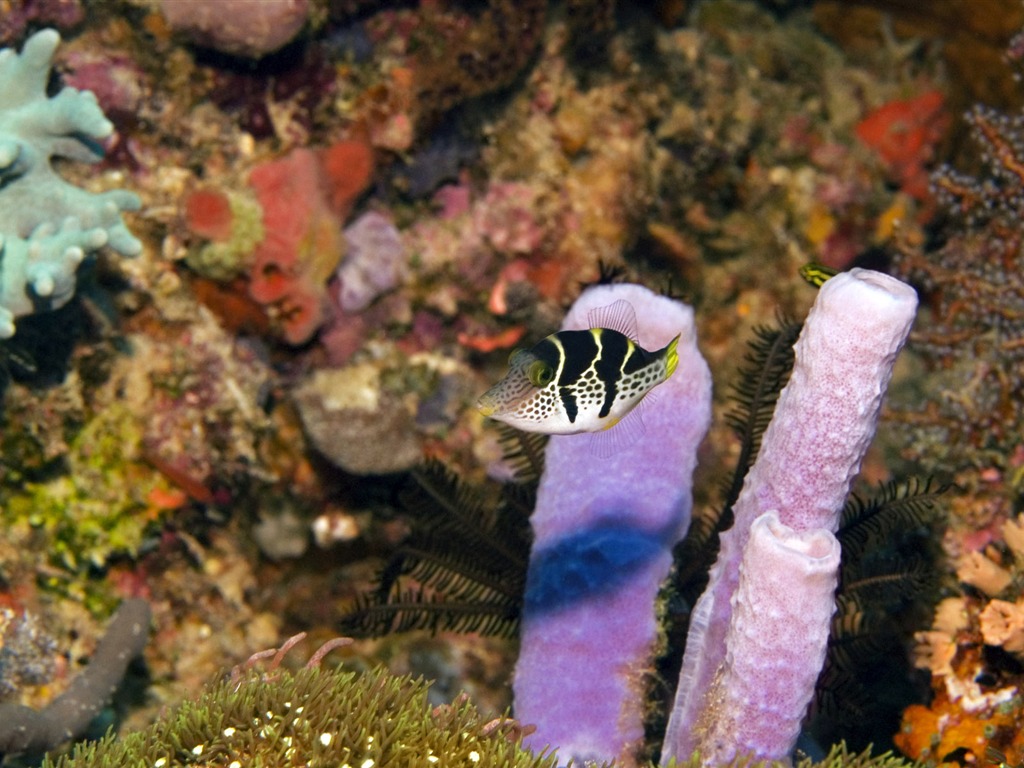 Fun Underwater World (6) #6 - 1024x768