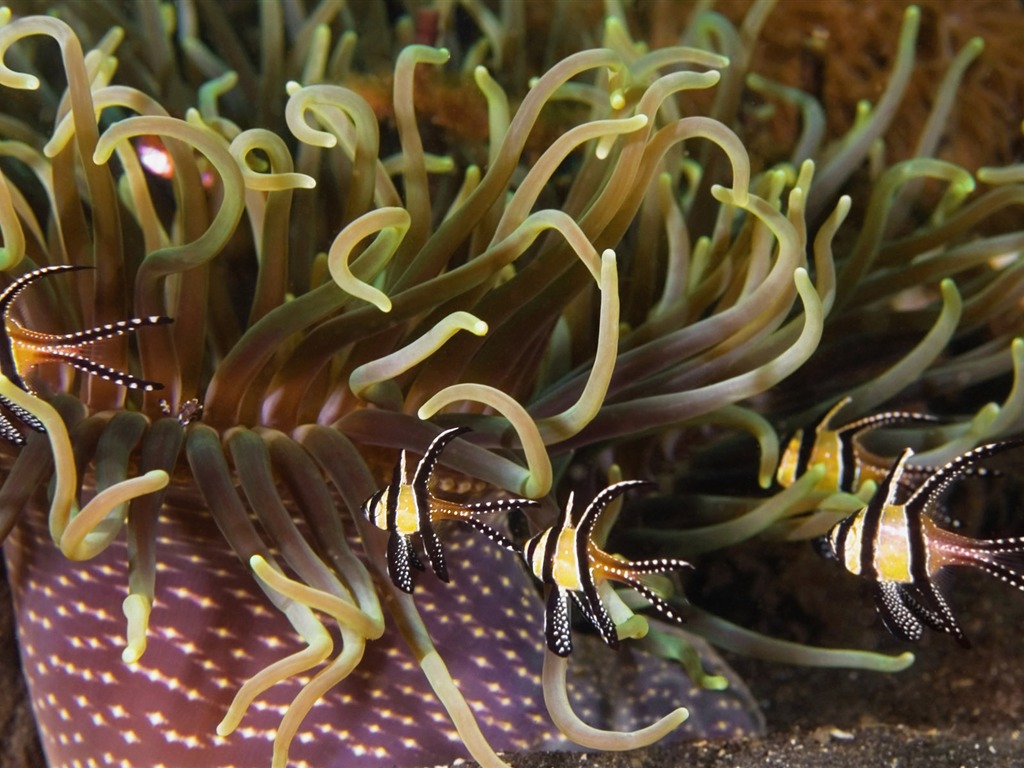 Zábava Underwater World (6) #12 - 1024x768