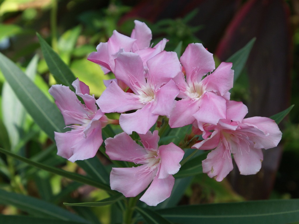 宽屏鲜花特写 壁纸(27)3 - 1024x768