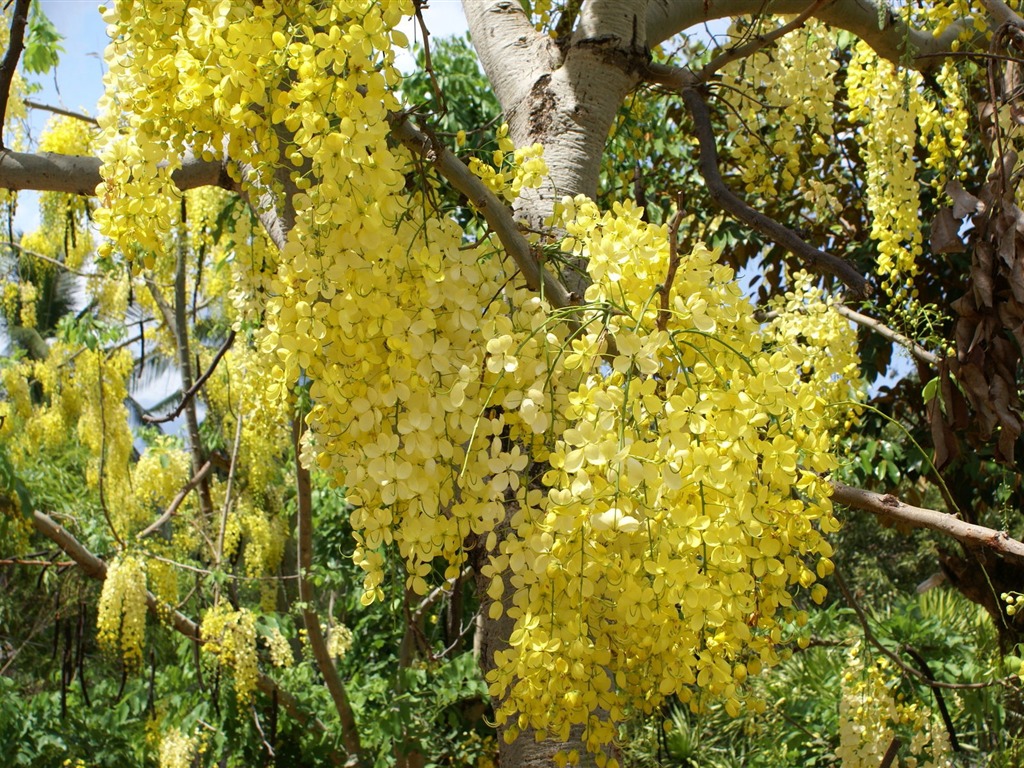 宽屏鲜花特写 壁纸(27)9 - 1024x768