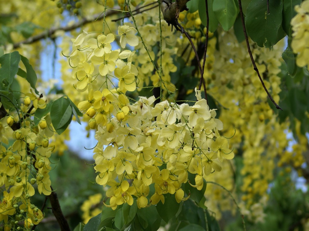 Widescreen wallpaper flowers close-up (27) #10 - 1024x768