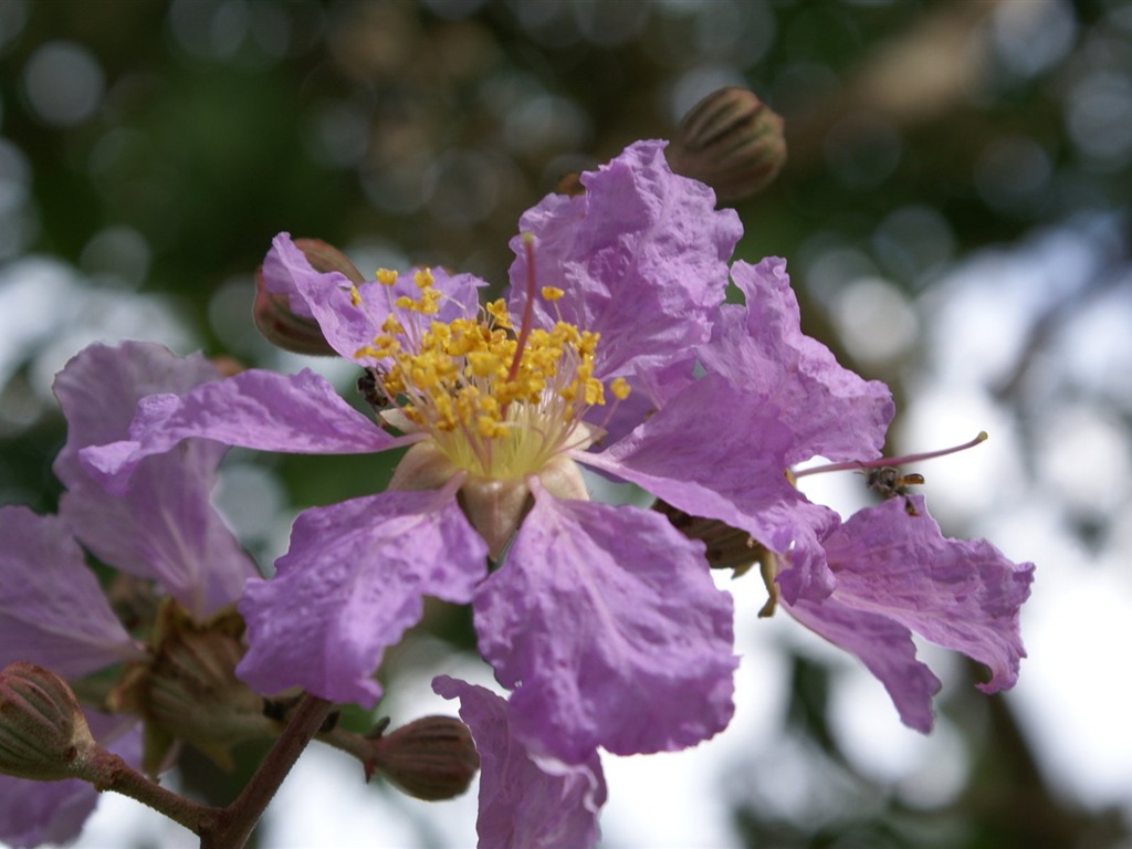 宽屏鲜花特写 壁纸(27)19 - 1024x768