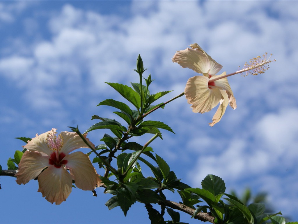 ワイドスクリーンの壁紙の花に近い(28)を開く #3 - 1024x768