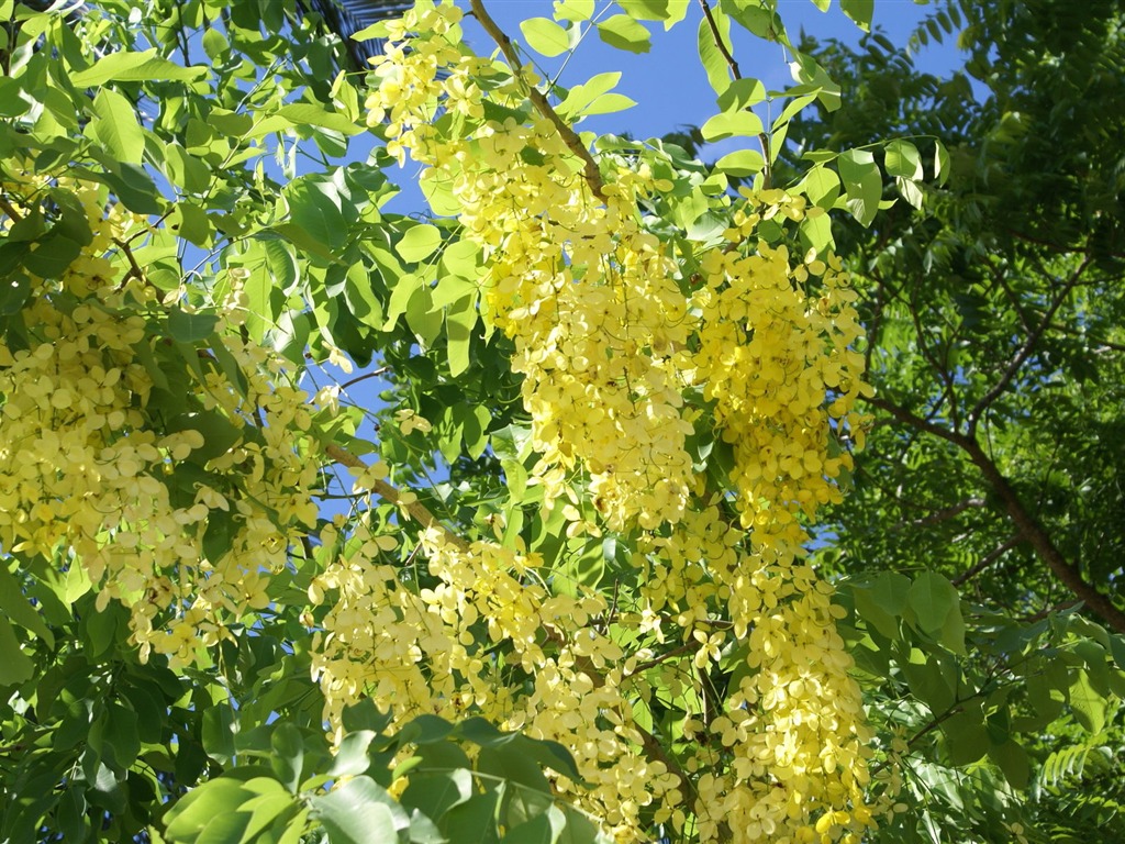 fleurs fond d'écran Widescreen close-up (28) #5 - 1024x768