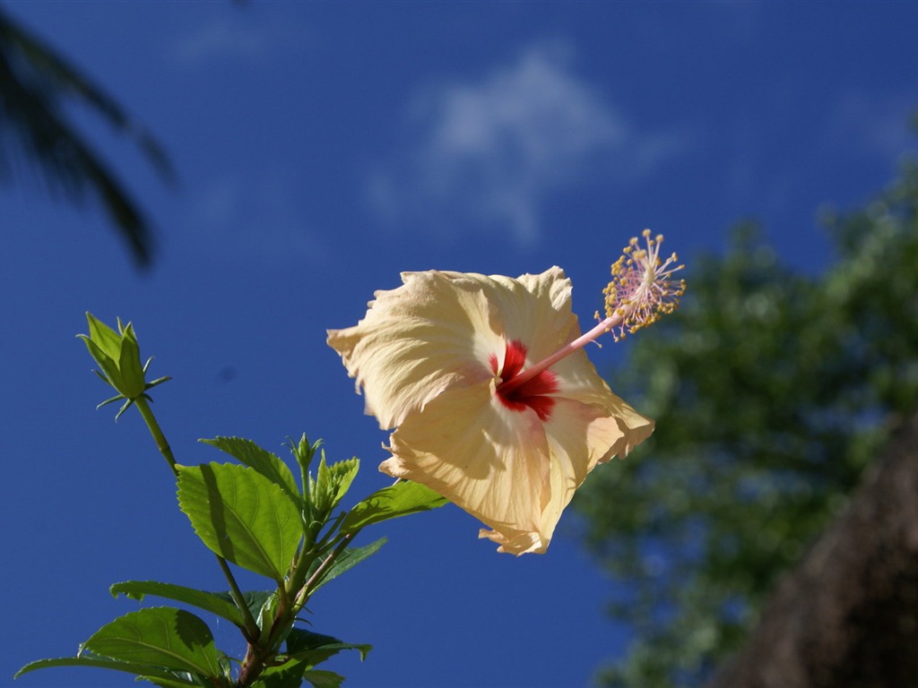 ワイドスクリーンの壁紙の花に近い(28)を開く #6 - 1024x768