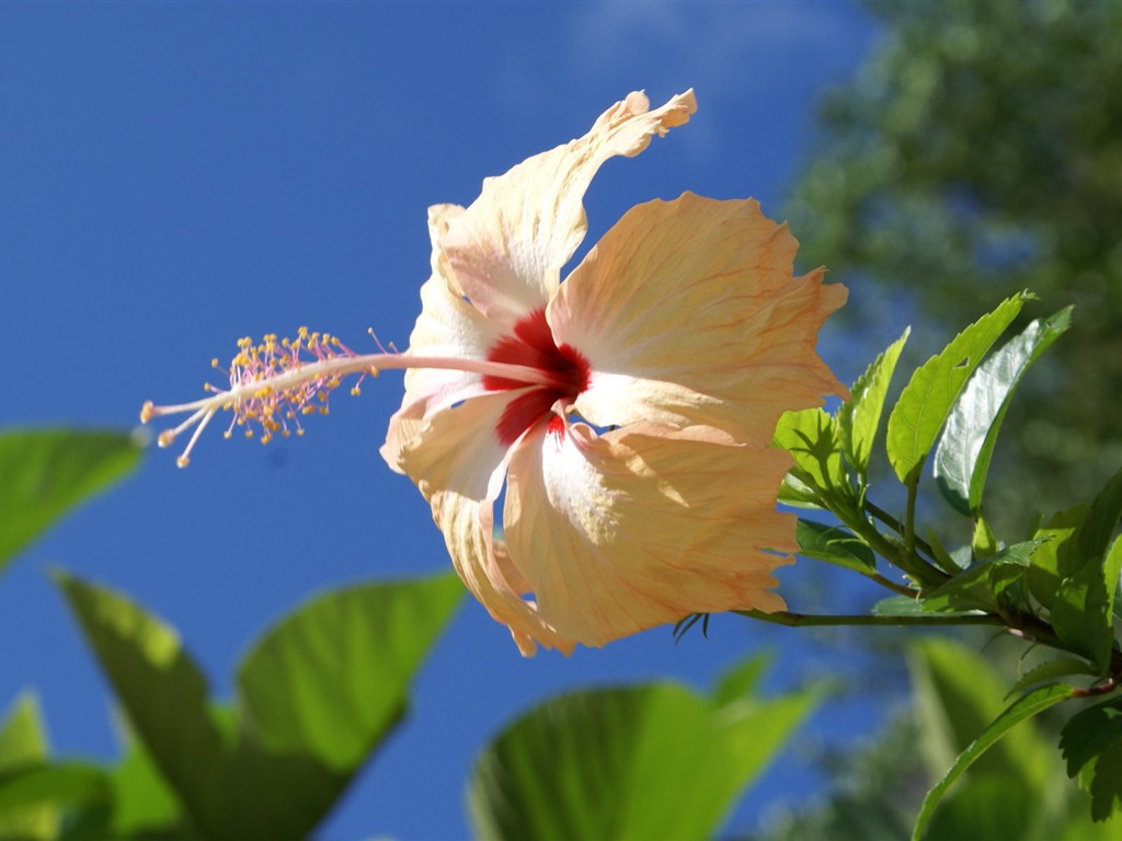 ワイドスクリーンの壁紙の花に近い(28)を開く #8 - 1024x768