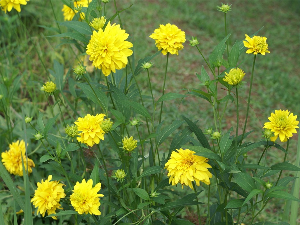 ワイドスクリーンの壁紙の花に近い(28)を開く #19 - 1024x768