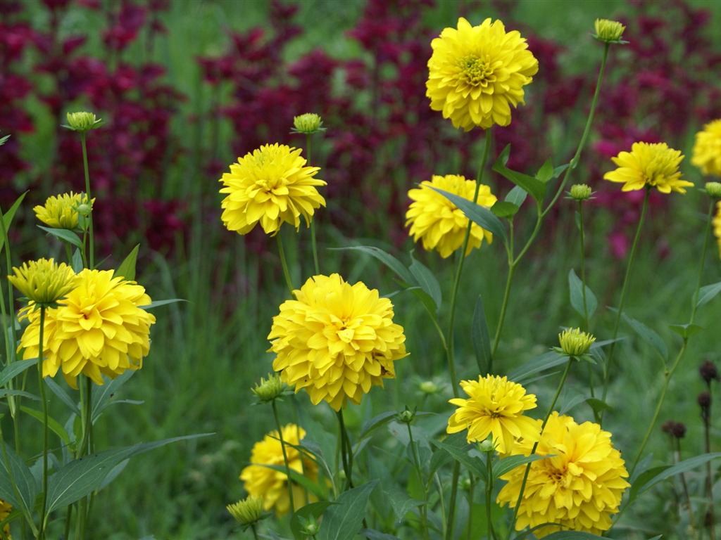 Widescreen wallpaper flowers close-up (29) #1 - 1024x768