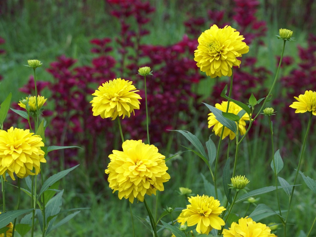 Widescreen wallpaper flowers close-up (29) #2 - 1024x768