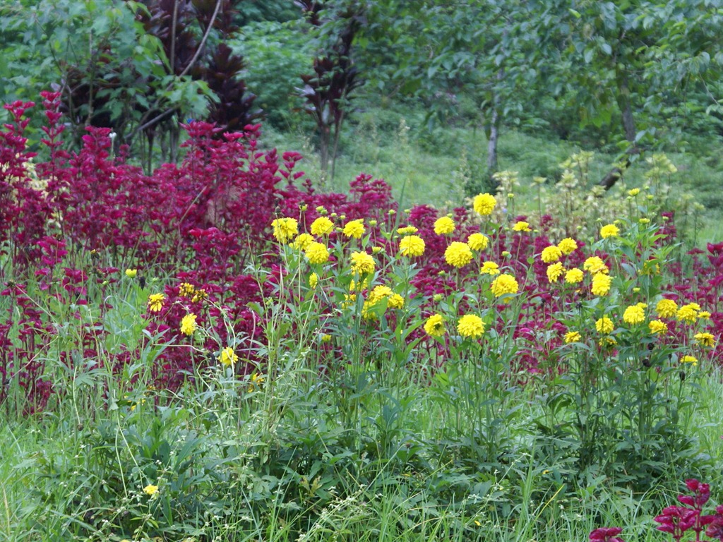 Widescreen wallpaper flowers close-up (29) #3 - 1024x768