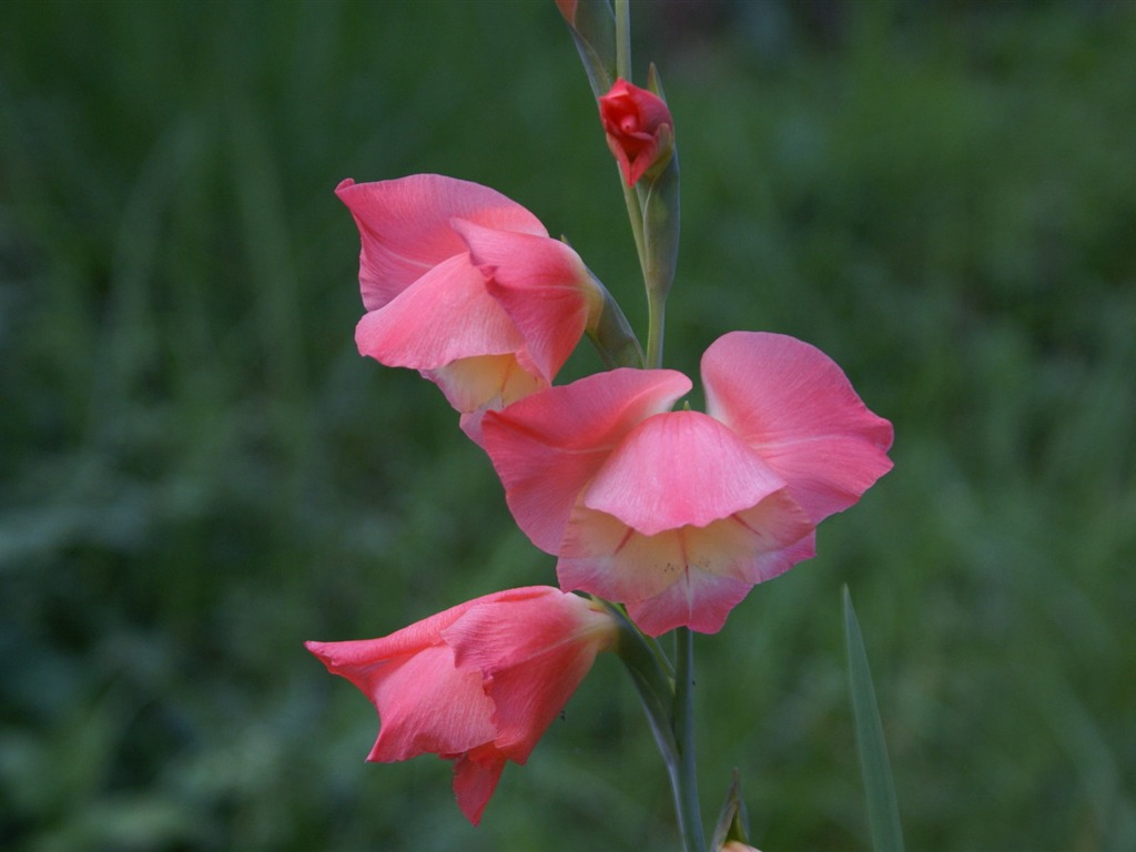 宽屏鲜花特写 壁纸(29)7 - 1024x768