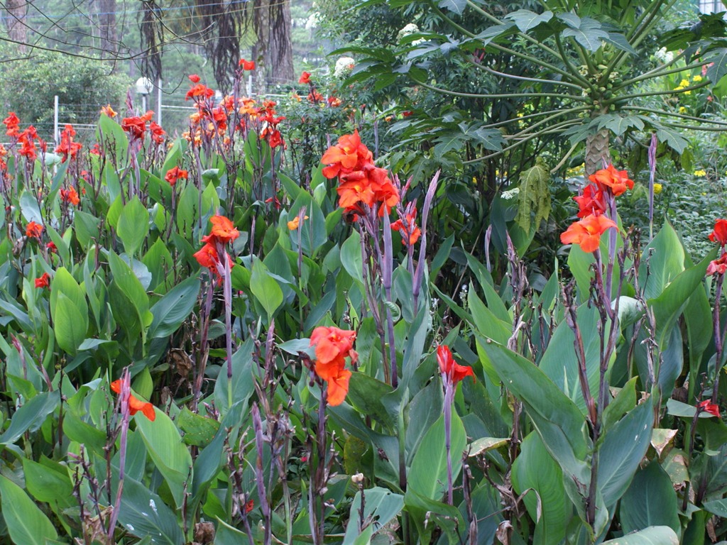 宽屏鲜花特写 壁纸(29)10 - 1024x768