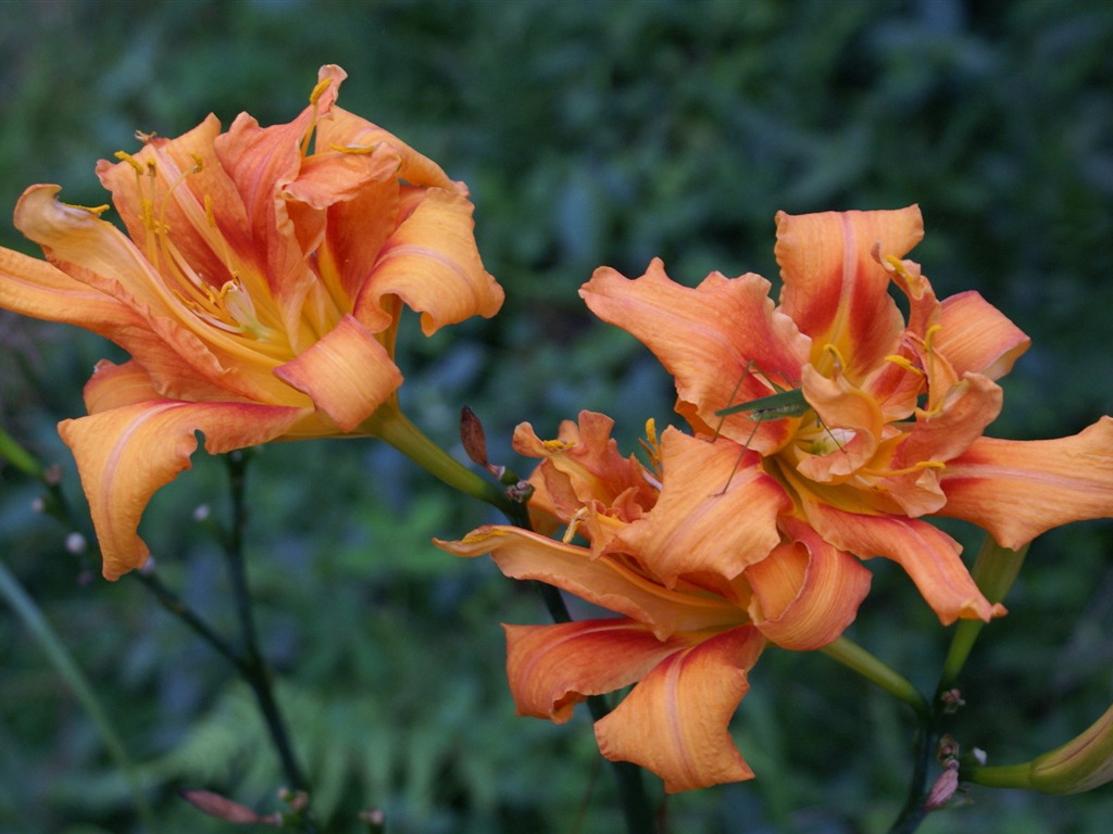 宽屏鲜花特写 壁纸(29)18 - 1024x768