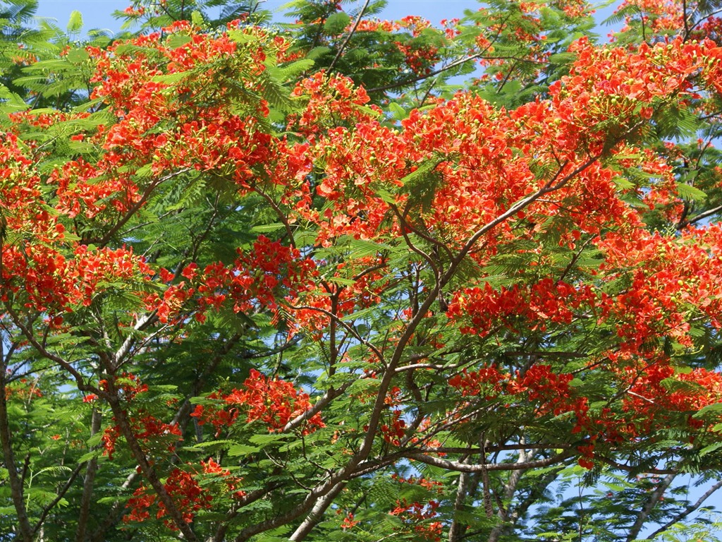 寬屏鮮花特寫 壁紙(30) #16 - 1024x768